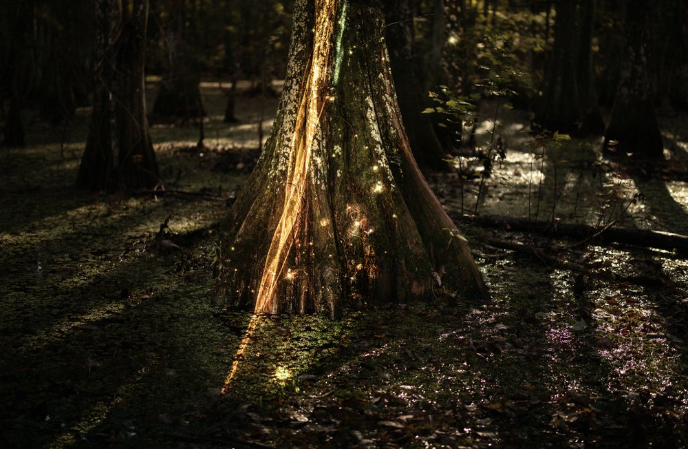 Cygnus in The Swamp