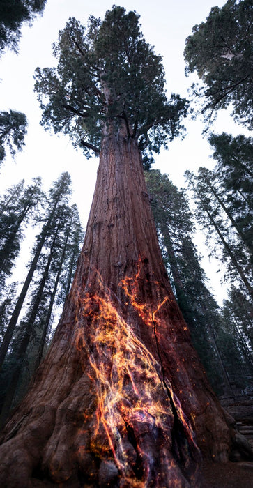 NGC 6960 and General Sherman Tree
