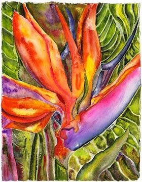 Bird of Paradise | Peabody Gallery