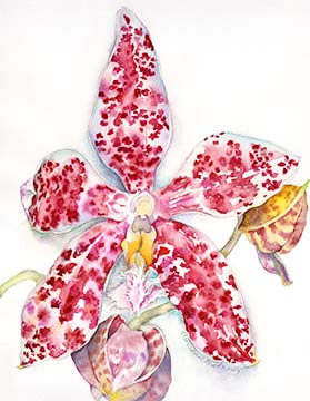 Phalaenopsis hieroglyphica | Peabody Gallery