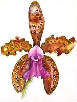 Cattleya leopoldi - Peabody Gallery