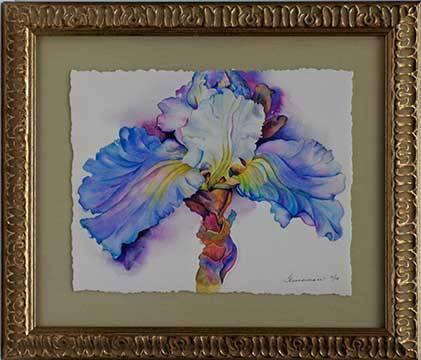 Andronico White Iris - Peabody Gallery