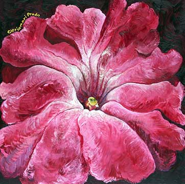 Very Pink Petunia | Peabody Gallery