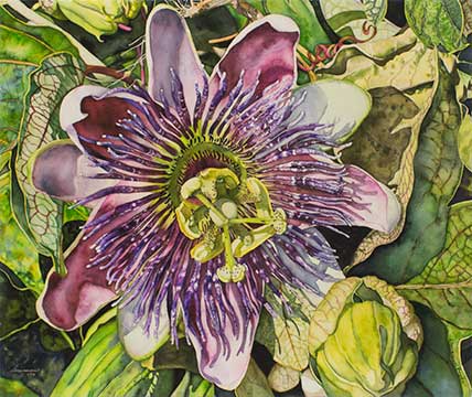 Purple Passion | Peabody Gallery