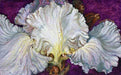 Andronico White Iris - oil | Peabody Gallery