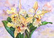 Butterscotch | Peabody Gallery