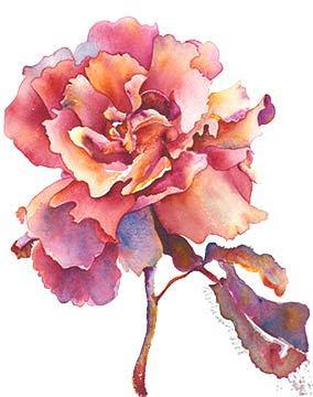 Apricot Rose - Peabody Gallery