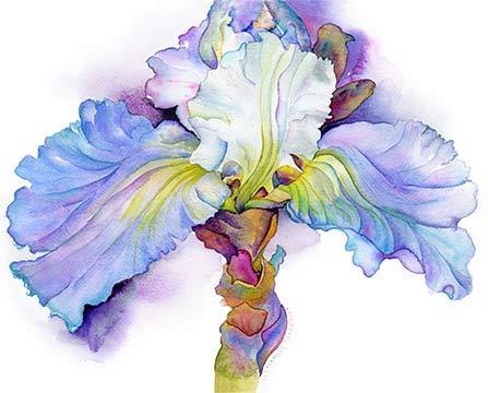 Andronico White Iris - Peabody Gallery
